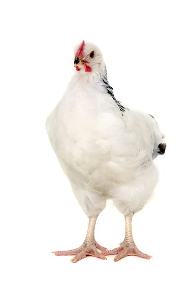 Pollo isolato — Foto Stock