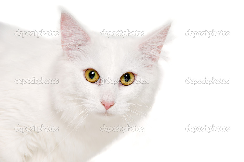 Face of a white cat on white background — Stock Photo © c-foto #39607001