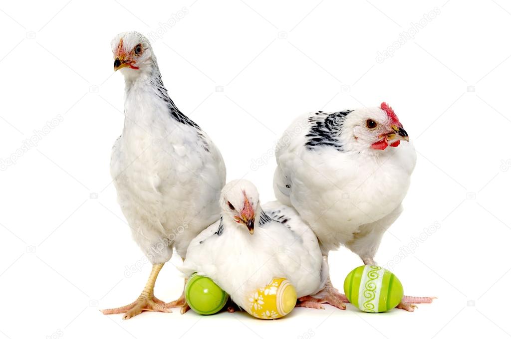 Chickens and easter eggs