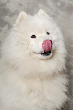 Face of samoyed dog