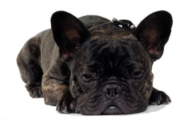 Beyaz arka plan üzerinde Fransız bulldog köpek