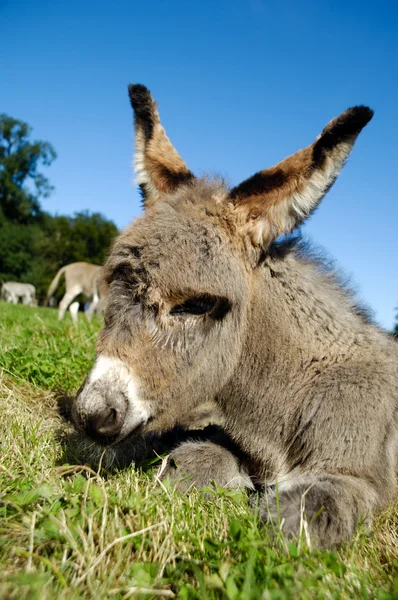 Donkey foal — Stock Photo, Image