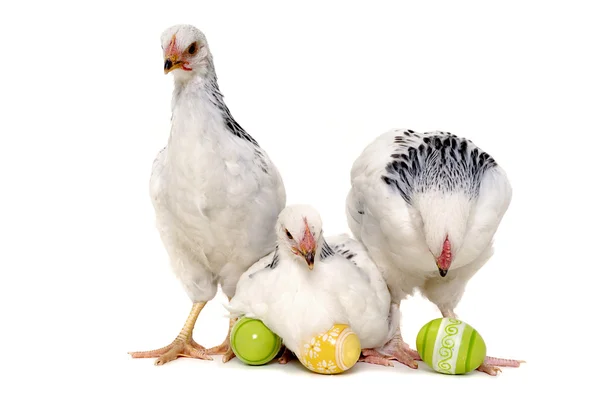 Chickens and easter eggs — Stock Photo, Image