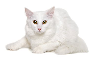 temiz beyaz bir arka plan üzerinde beyaz kedi dinleniyor