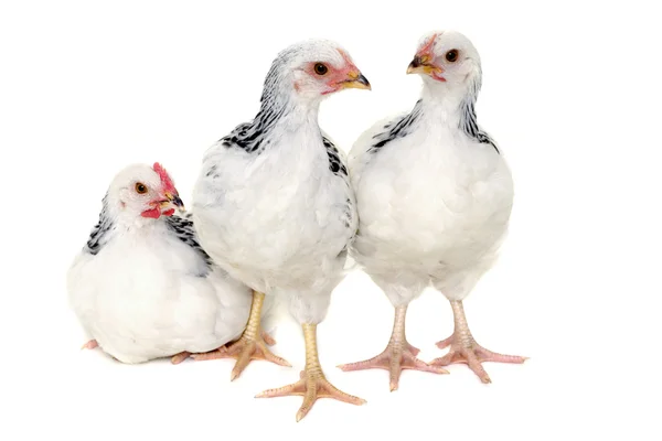 Chickens on white background — Stock Photo, Image