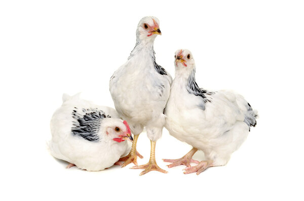 Chickens on white background