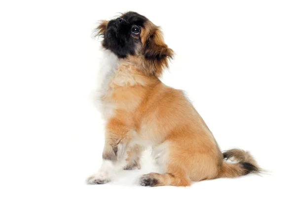 Cão filhote de cachorro sentado no fundo branco — Fotografia de Stock