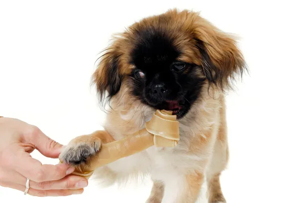 Dog eating bone — Stock Photo, Image