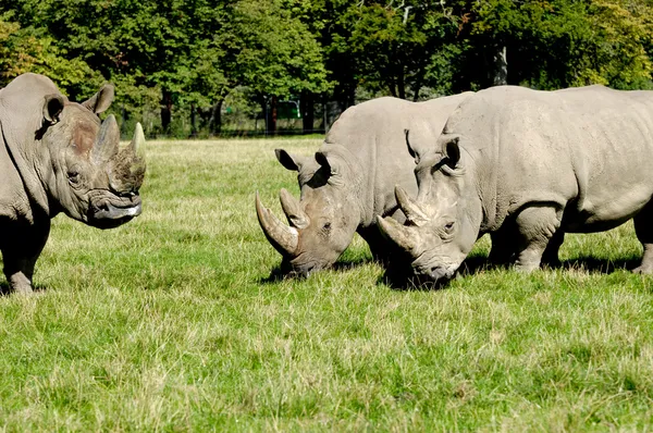 Grupp av rhino — Stockfoto