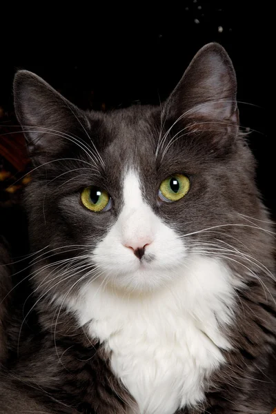 Face of a gray and white cat — Stock Photo, Image
