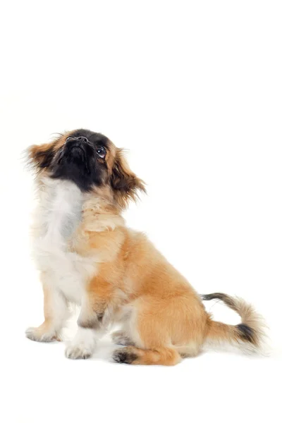 Cachorro está mirando hacia arriba . — Foto de Stock