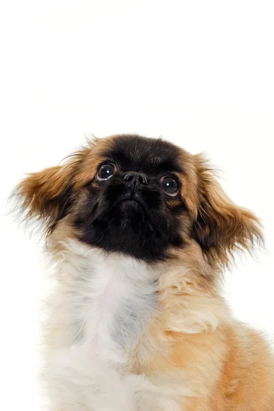 Cachorro está olhando para cima — Fotografia de Stock