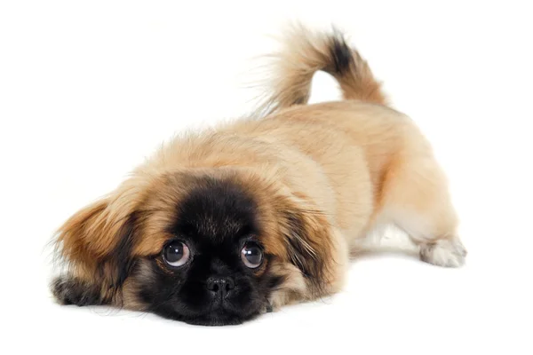 Triest puppy hondje rust — Stockfoto