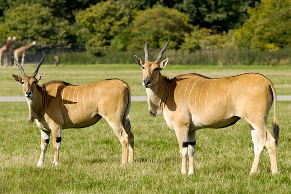 Deux antilopes se tiennent debout sur l'herbe verte et regardent — Photo