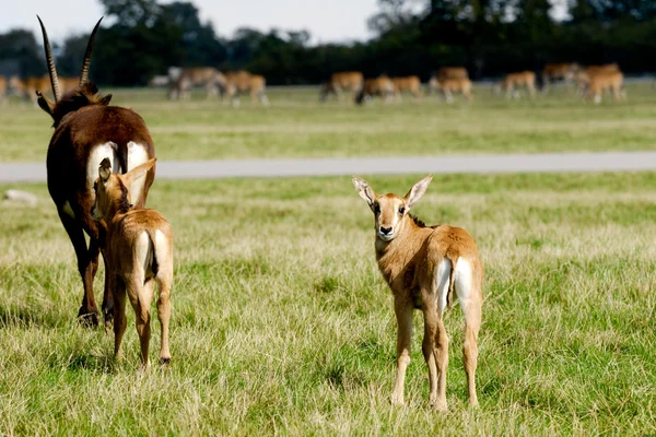 Antelopes are standing on green grass — Stock Photo, Image