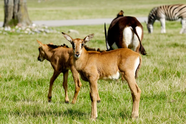 Антилопы стоят на зеленой траве — стоковое фото