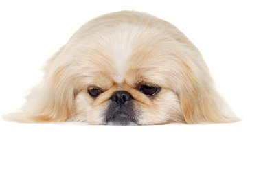 yüz üzücü pekingese köpek
