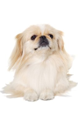 Beyaz bir arka plan üzerinde izole pekingese köpek