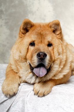 köpek istirahat chow