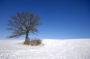 Tree Hill, kış