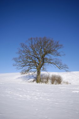 Tree Hill, kış