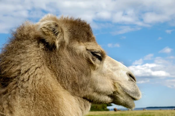 Camel gezicht — Stockfoto