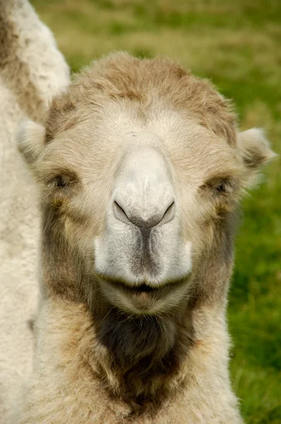 Faccia di cammello — Foto Stock