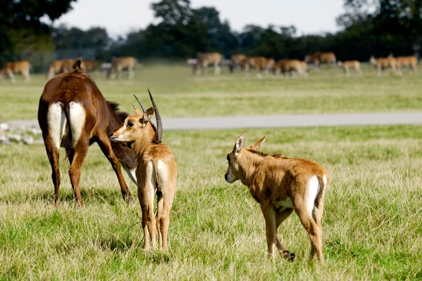 Антилопы стоят на зеленой траве — стоковое фото