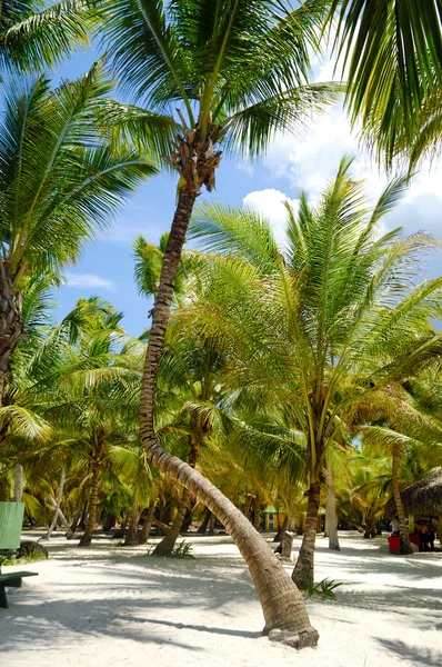 Palmen auf der Insel Saona — Stockfoto