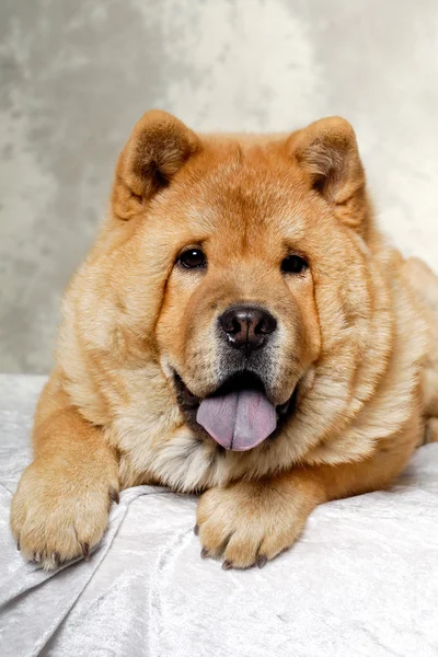 Chow hond rusten — Stockfoto