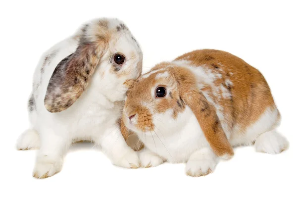 Två kaniner isolerad på en vit bakgrund — Stockfoto