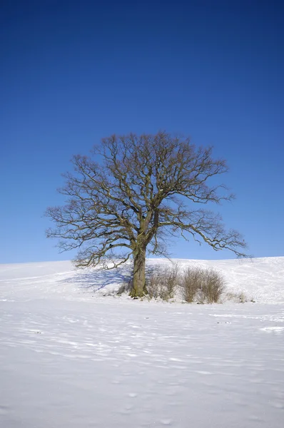 Albero sulla collina in inverno — Foto Stock