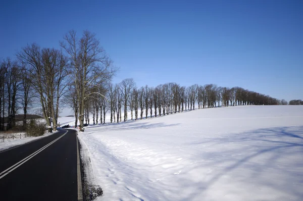 Деревья на холме зимой — стоковое фото