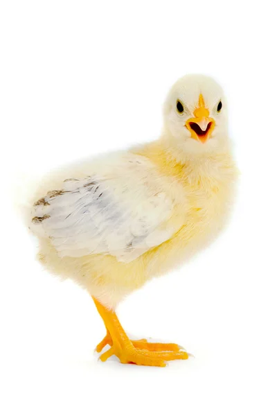 치킨 아기 — 스톡 사진