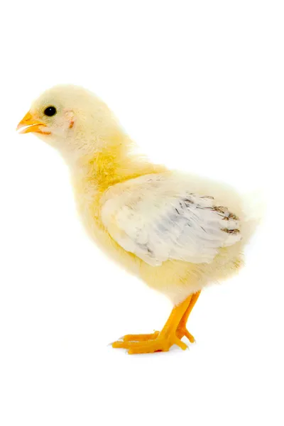Kurczaka dziecko — Zdjęcie stockowe