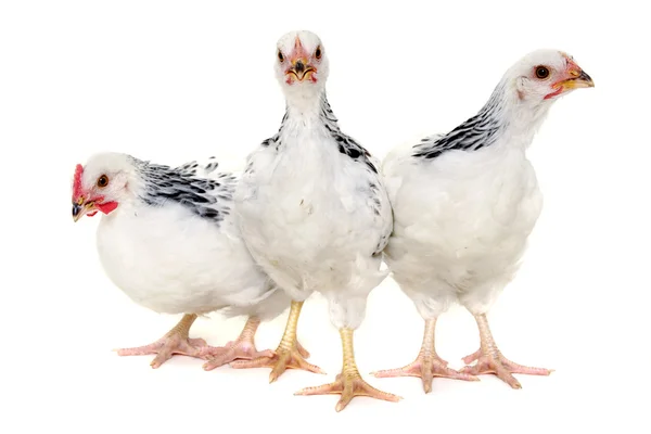 Groupe de poulets — Photo