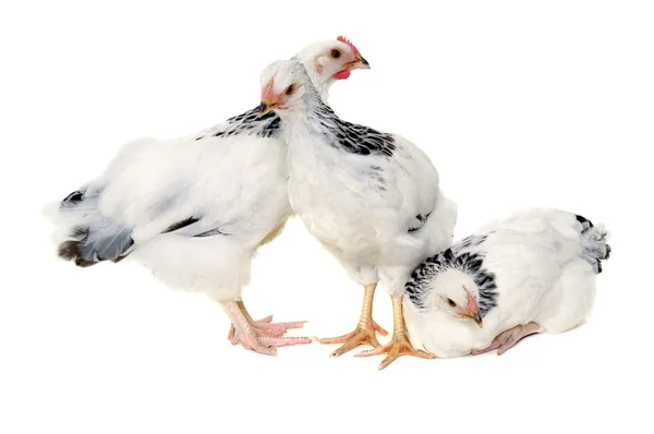 Poultry — Stock Photo, Image