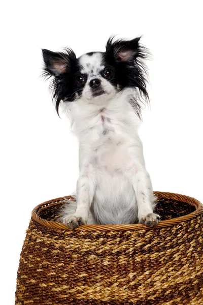 Chihuahua isoliert auf weißem Hintergrund — Stockfoto