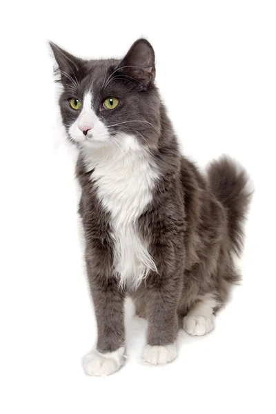 Gato gris sentado sobre un fondo blanco limpio — Foto de Stock