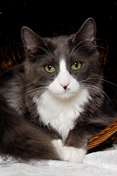 Gesicht einer grauen und weißen Katze — Stockfoto