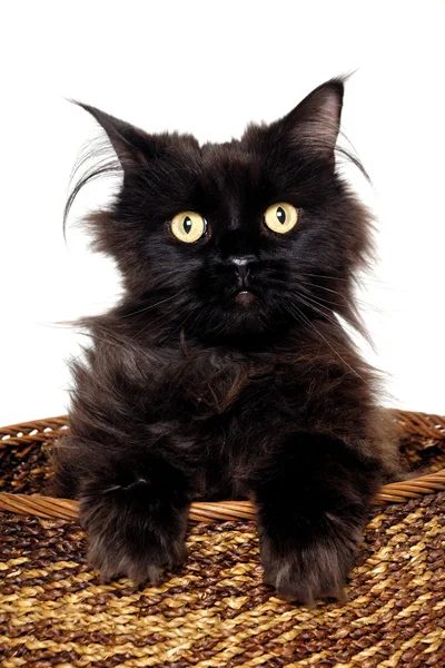 Black cat in a basket — Stock Photo, Image