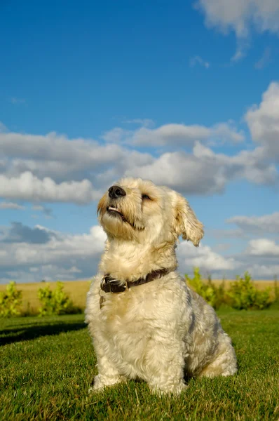 Bichon Havanais cane — Foto Stock