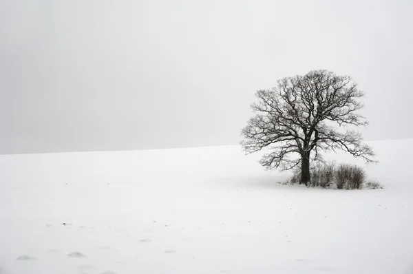 Árvore em colina no inverno — Fotografia de Stock