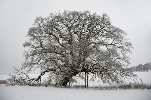 Árvore em colina no inverno — Fotografia de Stock