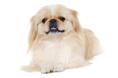 Beyaz bir arka plan üzerinde izole pekingese köpek