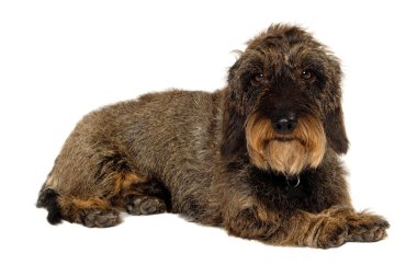 Beyaz arkaplanda dachshund köpeği