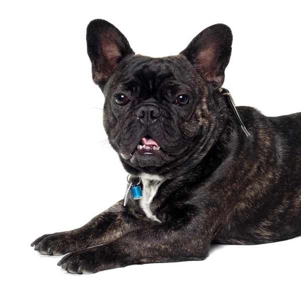 Cane Bulldog francese su sfondo bianco — Foto Stock