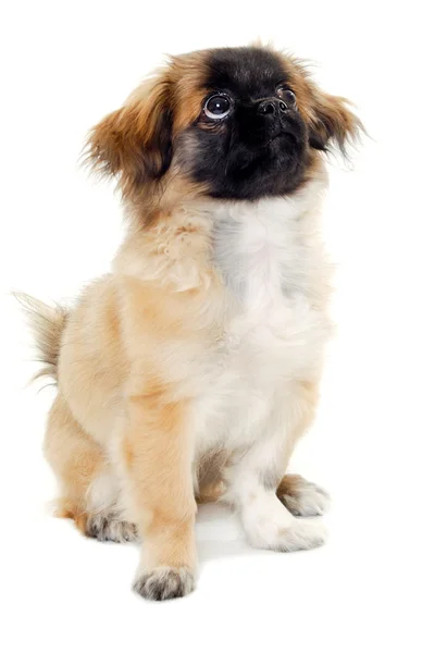 Puppy hondje zittend op witte achtergrond — Stockfoto