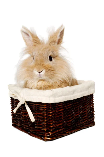 Rabbit sitting in a basket — Stock Photo, Image