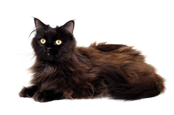 Black cat isolated on a white background — Stock Photo, Image